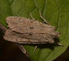 Lithophane patefacta