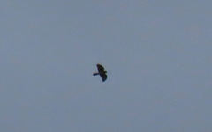 Buteo platypterus