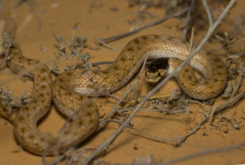 False Smooth Snake