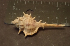 Vokesimurex tricoronis