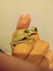 Trachycephalus coriaceus