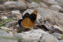Lymanopoda caeruleata