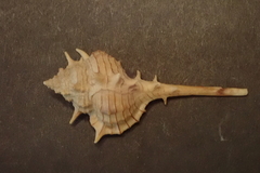 Vokesimurex tricoronis