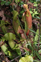Sarracenia