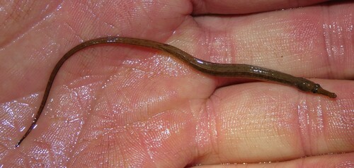 Black-striped pipefish (Syngnathus abaster) — Syngnathidae — 4