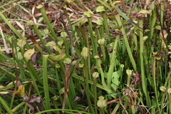 Sarracenia jonesii
