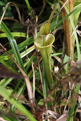Sarracenia