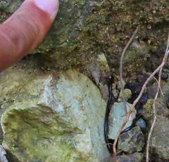 Epictia ater