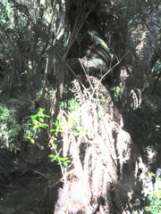 Geniostoma ligustrifolium ligustrifolium