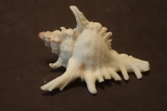 Chicoreus brevifrons