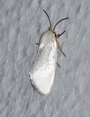 Pygarctia flavidorsalis