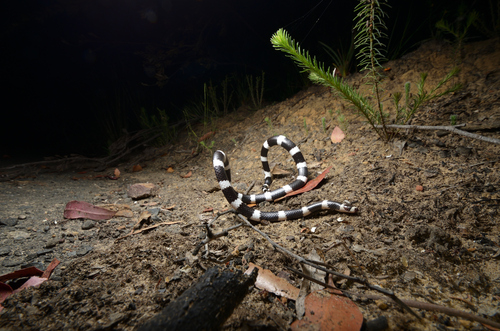 Eastern Bandy Bandy sighting