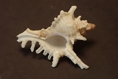 Chicoreus brevifrons