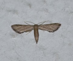 Euacidalia brownsvillea