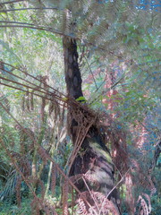 Cyathea medullaris