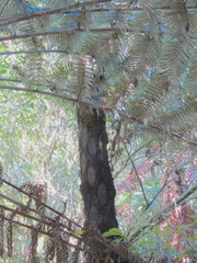 Cyathea medullaris