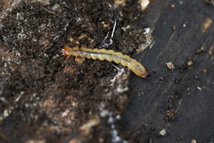 Dendroides canadensis