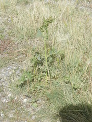 Oxybasis rubra rubra