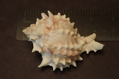 Phyllonotus erythrostomus