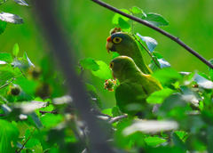 Eupsittula canicularis