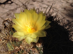 Astrophytum ornatum