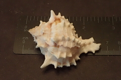 Phyllonotus erythrostomus