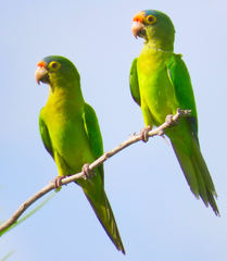 Eupsittula canicularis