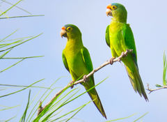 Eupsittula canicularis