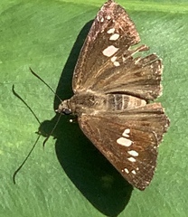 Seseria formosana