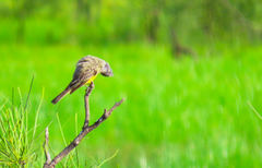 Tyrannus melancholicus