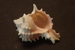 Phyllonotus erythrostomus