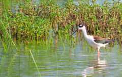 Himantopus mexicanus