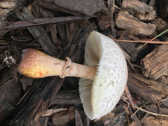 Basidiomycota