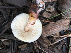 Basidiomycota