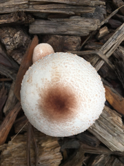 Basidiomycota