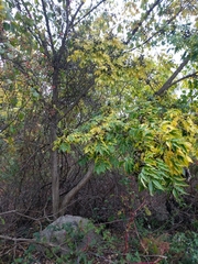 Ehretia tinifolia