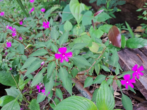 Impatiens semounensis