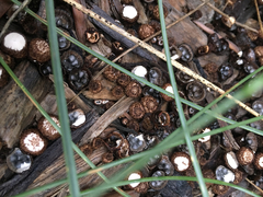 Fungi