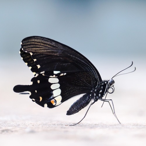Common Mormon