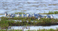 Gelochelidon nilotica