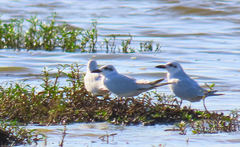 Gelochelidon nilotica
