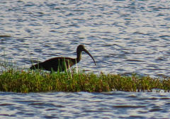 Plegadis falcinellus