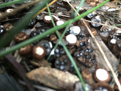Fungi