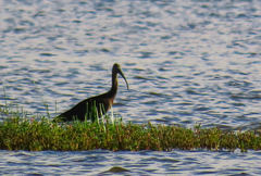 Plegadis falcinellus