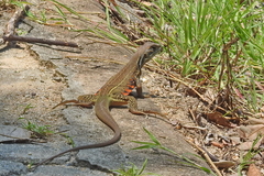 Leiolepis belliana
