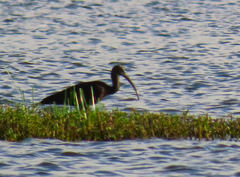 Plegadis falcinellus