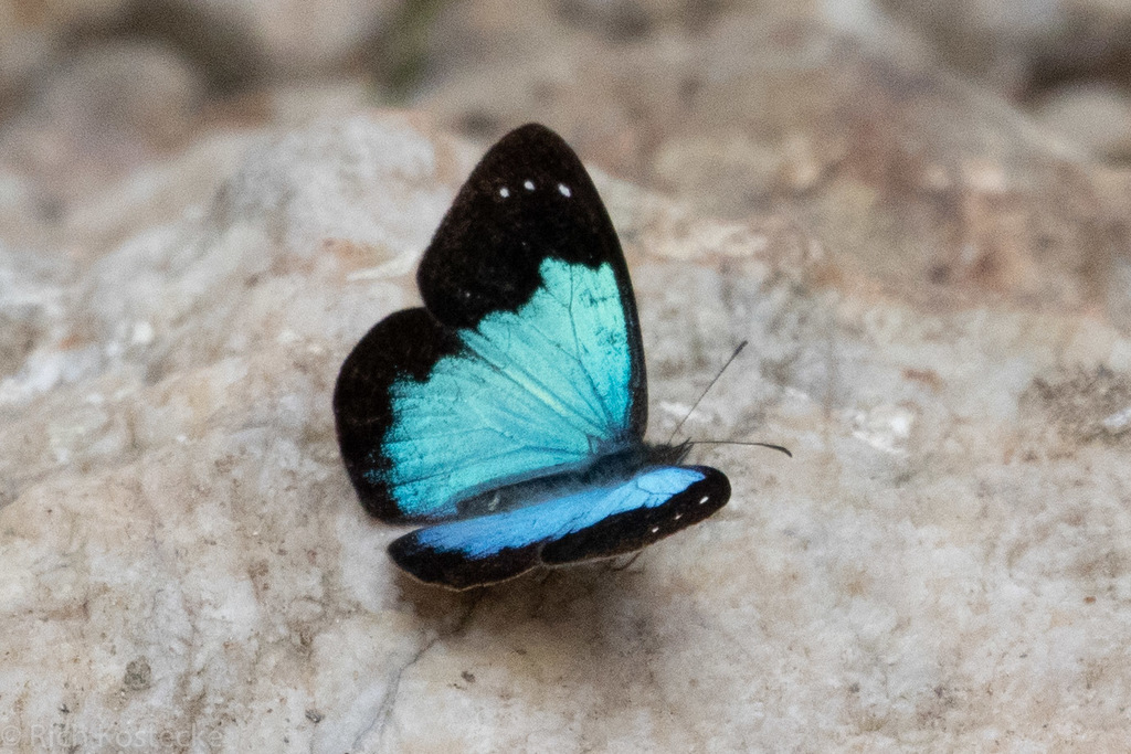 Lymanopoda caeruleata