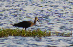 Plegadis falcinellus