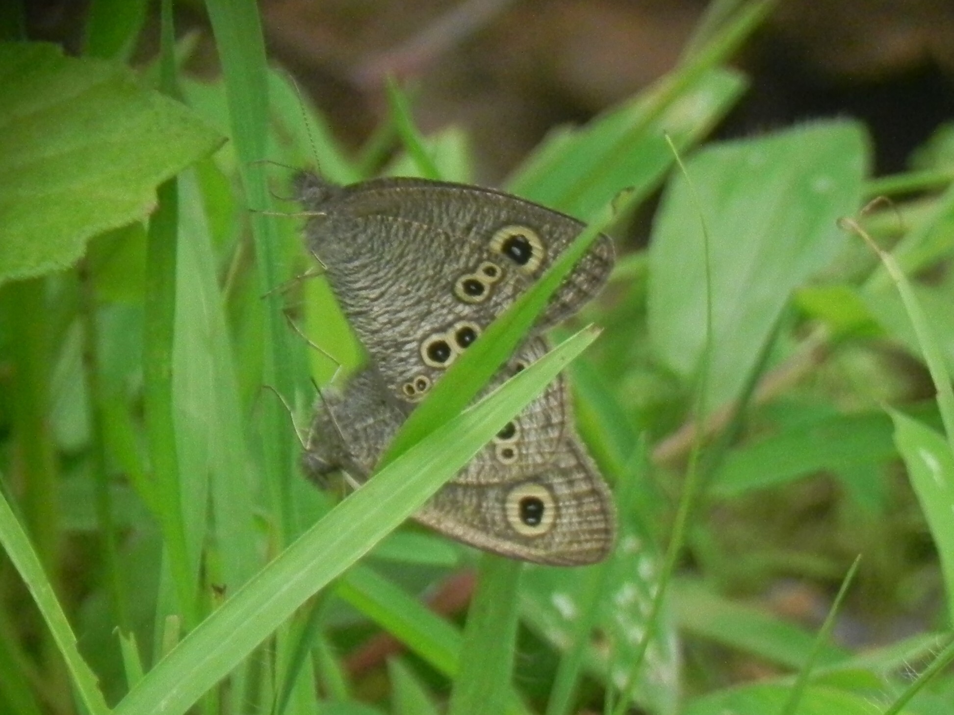 Common Five-Ring