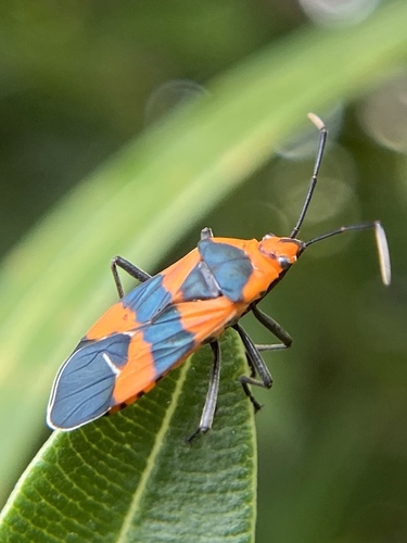 Milkweed Bug